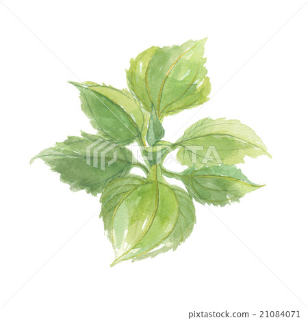 雪蓮果葉 21084071