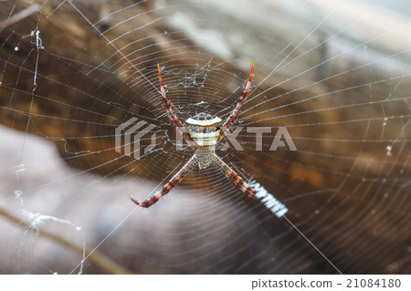 multicolored Spide in tropical forest 21084180