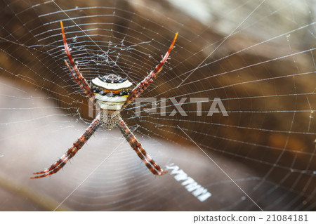 multicolored Spide in tropical forest multicolored Spide in tropical forest 21084181