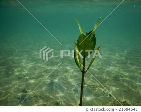 在水中發芽的紅樹林 21084643