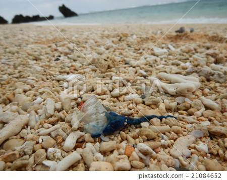 一個鰹魚eboshi發射到沙灘 21084652