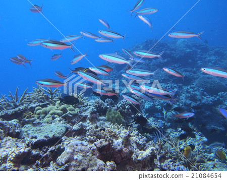 一組Kumazasa Hanamuro 一組Kumazasa Hanamuro 21084654