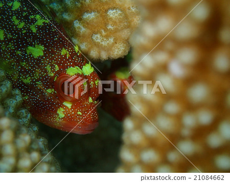 Kasurifusakasago Kasurifusakasago 21084662