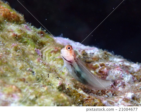 石垣青蛙 石垣青蛙 21084677