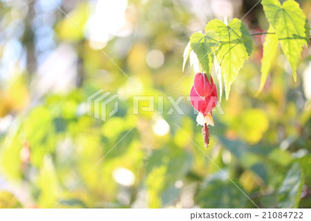 Abtilon Abtilon 21084722