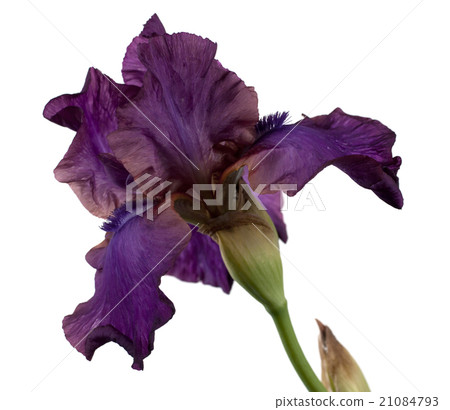 iris barbatus flower 21084793