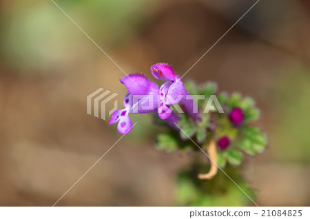 Hotokenosa（佛座） 21084825