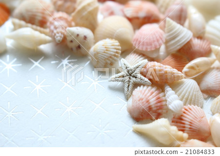 Colorful and cute seashells 21084833