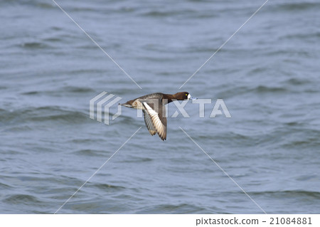 Flight of the turtle female Flight of the turtle female 21084881