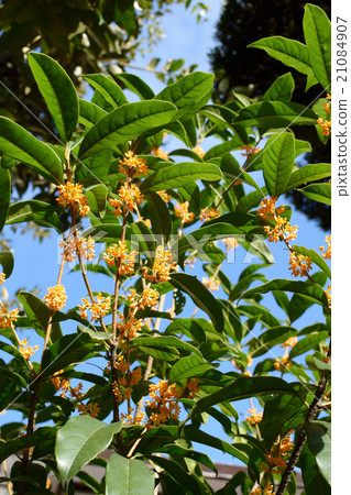 Osmanthus 21084907