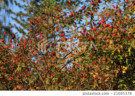 wild brier plant wild brier plant 21085376