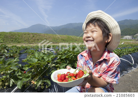 孩子們喜歡草莓採摘 孩子們喜歡草莓採摘 21085603
