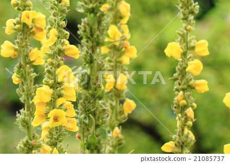 mullein flower background mullein flower background 21085737