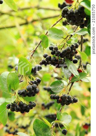 Black ashberry plant with fruits 21085750