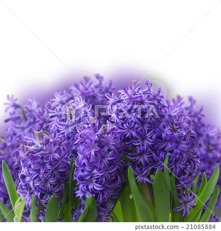 Spring flowers in pots Spring flowers in pots 21085884