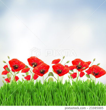 Poppy flowers and grass Poppy flowers and grass 21085885