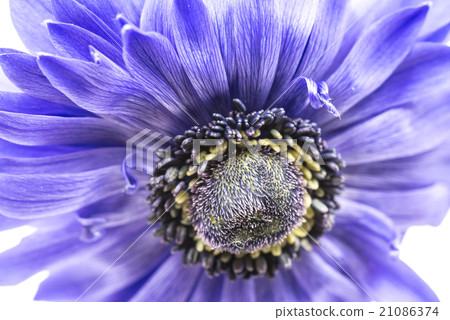Anemone, closeup, macro. 21086374