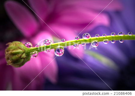 銀蓮花屬,下落,特寫鏡頭,宏指令。 銀蓮花屬,下落,特寫鏡頭,宏指令。 21086406