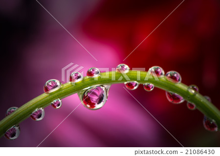 Anemone, drops, close-up, macro. 21086430