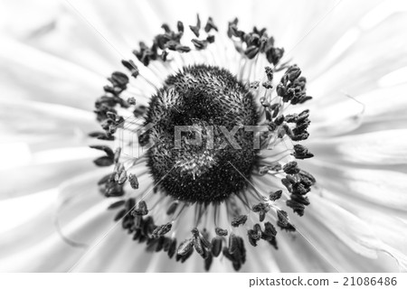 銀蓮花屬,單色,黑白,特寫鏡頭,宏指令。 銀蓮花屬,單色,黑白,特寫鏡頭,宏指令。 21086486