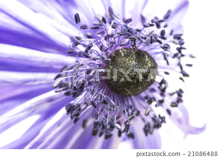 銀蓮花屬，特寫鏡頭，宏指令。 21086488