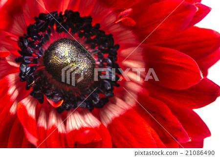 銀蓮花屬，特寫鏡頭，宏指令。 21086490