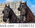 Horse horse 21086532