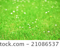 Turf 21086537