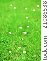 Turf 21086538
