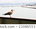 Ocean seagull 21086553
