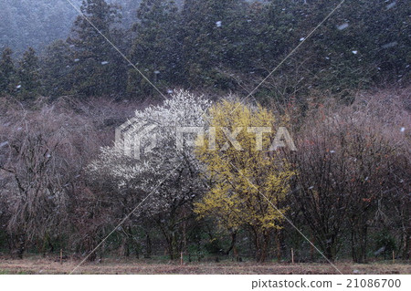 白梅和mansaku 白梅和mansaku 21086700