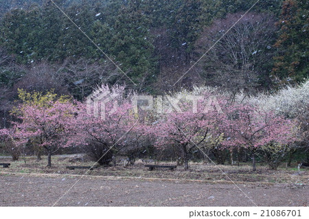 Kawazu cherry tree and snow 21086701
