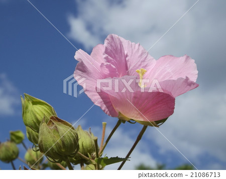 Sweet fish Sweet fish 21086713