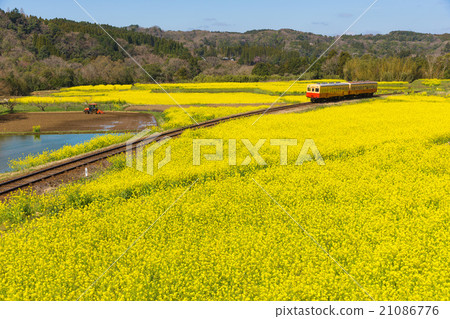 Yanuko valley rape flower field 21086776