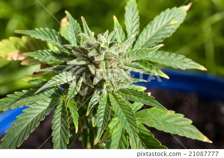 Marijuana plant Marijuana plant 21087777