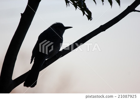 Brown eared brown Brown eared brown 21087925