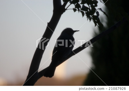 Brown eared brown Brown eared brown 21087926