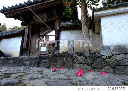 Genbin-an scattered camellia (Sakurai City, Nara Prefecture) 21087955