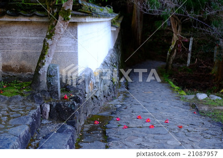 源賓山茶（奈良縣櫻井市） 21087957