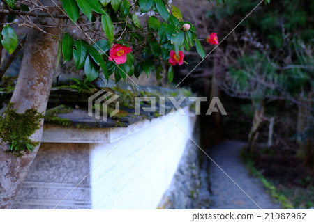 Genbin-an scattered camellia (Sakurai City, Nara Prefecture) 21087962