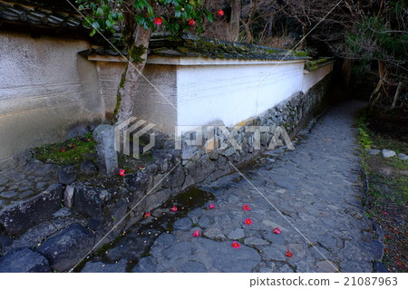 源賓山茶（奈良縣櫻井市） 21087963