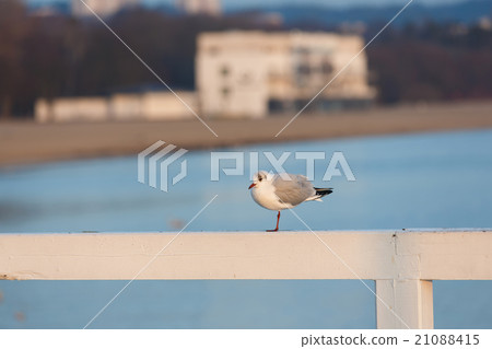 Seagull on the pier Seagull on the pier 21088415