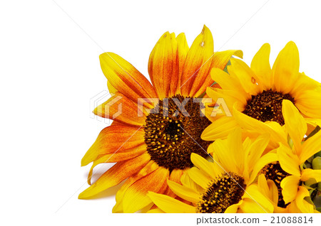 Beautiful Sunflowers 21088814