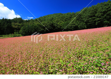 Red-soba no Sato 21089147