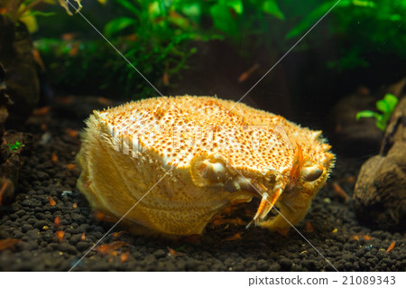 蝦吃的蝦 21089343