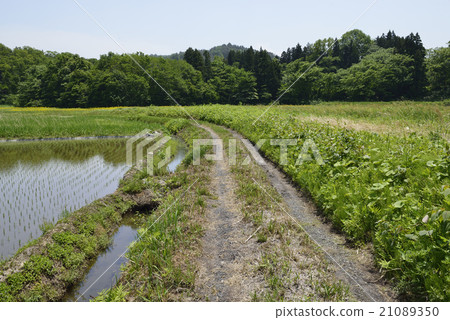Country farm road / Iide-machi Yamagata ken Country farm road / Iide-machi Yamagata ken 21089350