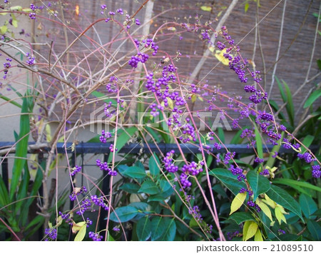 小紫羅蘭色水果 小紫羅蘭色水果 21089510