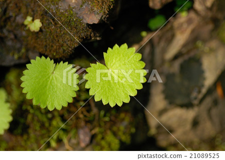 鋸齒狀的葉子 21089525