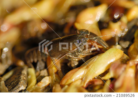 日本小龍蝦 21089526