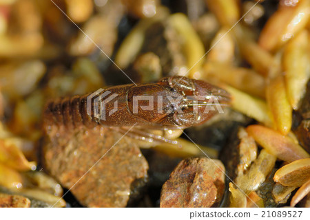 日本小龍蝦 21089527